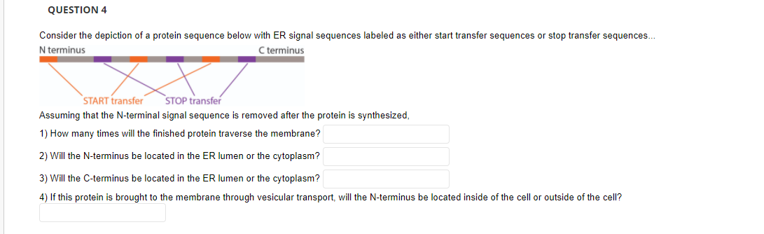 QUESTION 4
Consider the depiction of a protein sequence below with ER signal sequences labeled as either start transfer sequences or stop transfer sequences.
N terminus
C terminus
START transfer
STOP transfer
Assuming that the N-terminal signal sequence is removed after the protein is synthesized,
1) How many times will the finished protein traverse the membrane?
2) Will the N-terminus be located in the ER lumen or the cytoplasm?
3) Will the C-terminus be located in the ER lumen or the cytoplasm?
4) If this protein is brought to the membrane through vesicular transport, will the N-terminus be located inside of the cell or outside of the cell?
