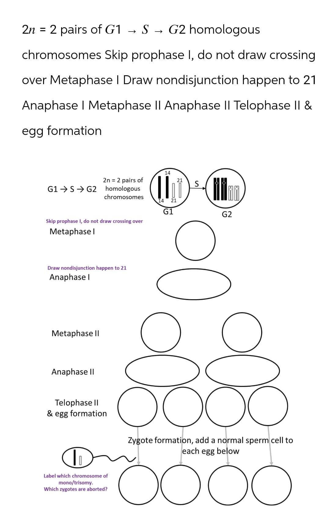 2n = 2 pairs of G1 → S→ G2 homologous
->
chromosomes Skip prophase I, do not draw crossing
over Metaphase I Draw nondisjunction happen to 21
Anaphase | Metaphase II Anaphase II Telophase II &
egg formation
2n = 2 pairs of
G1 G2 homologous
chromosomes
Skip prophase I, do not draw crossing over
Metaphase I
Draw nondisjunction happen to 21
Anaphase I
Metaphase II
Anaphase II
14
21 S
14 21
G1
G2
8000
Telophase II
& egg formation
Label which chromosome of
mono/trisomy.
Which zygotes are aborted?
Zygote formation, add a normal sperm cell to
each egg below
OOOO