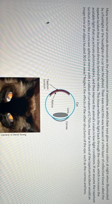 -COurtey of David Young
Many nocturnal animals demonstrate the phenomenon of eyeshine, in which their eyes glow various colors at night when illuminated
by a flashlight or the headlights of a car (see the photo). Their eyes react this way because of a thin layer of reflective tissue called the
tapetum lucidum that is located directly behind the retina. This tissue reflects the light back through the retina, which increases the
available light that can activate photoreceptors, and thus improve the animal's vision in low-light conditions. If we assume the tapetum
lucidum acts like a concave spherical mirror with a radius of curvature of 0.750 cm, how far in front of the tapetum lucidum would an
image form of an object located 30.0 cm away? Neglect the effects of the other structures of the eye, such as the cornea and lens,
Eye
Lens
Cornea
Retina
Tapetum
lucidum
