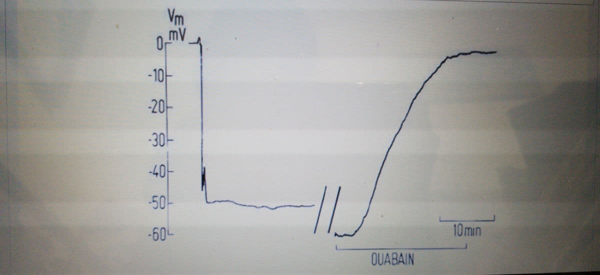 Vm
-10-
-20
-
-30-
-40
-50
-60-
10min
OUABAIN
