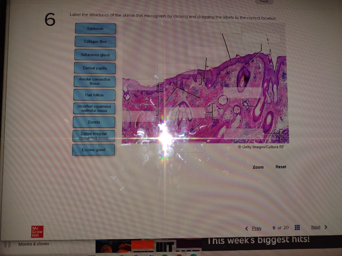 Saved
Label the structures of the skin in this micrograph by clicking and dragging the labels to the correct location.
6.
Epidermis
Collagen fiber
Sebaceous gland
Dermal papilla
Areolar connective
tissue
Hair follicle
Stratified squamous
epithelial tissue
Dermis
Dense irregular
connectivetissuc
© Getty Images/Cultura RF
Eccrine gland
Zoom
Reset
< Prev
6 of 20 E
Next >
Mc
Graw
Hill
This week's biggest hits!
Movies & shows
