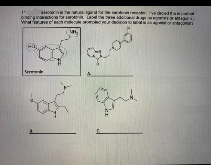 Serotonin is the natural ligand for the serotonin receptor. I've circled the important
11
binding interactions for serotonin. Label the three additional drugs as agonists or antagonist.
What features of each molecule prompted your decision to label is as agonist or antagonist?
NH2
HO
Serotonin
A.
В.
C.
