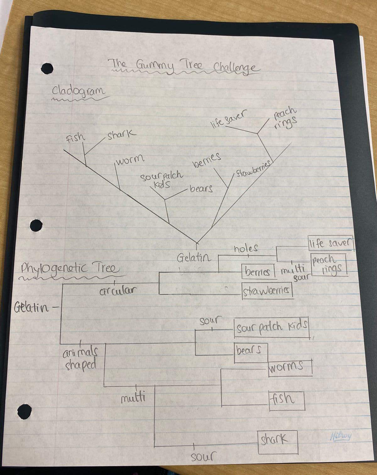 The Gummy
Tree Challenge
Cladogram
Pach
rings
fish
life saver
shark
worm
berres
Sour palch
Kids
Strawberier
bears
Phylogenatic Tre
holes
life saver
Gelatin
peach
benies multi
to
arcular
rings
Gelatin
stawberries
gour
Sour
Sour palch Kids
ani mals
shaped
bears
Worms
mutti
fish
shark
Hilroy
Sour
