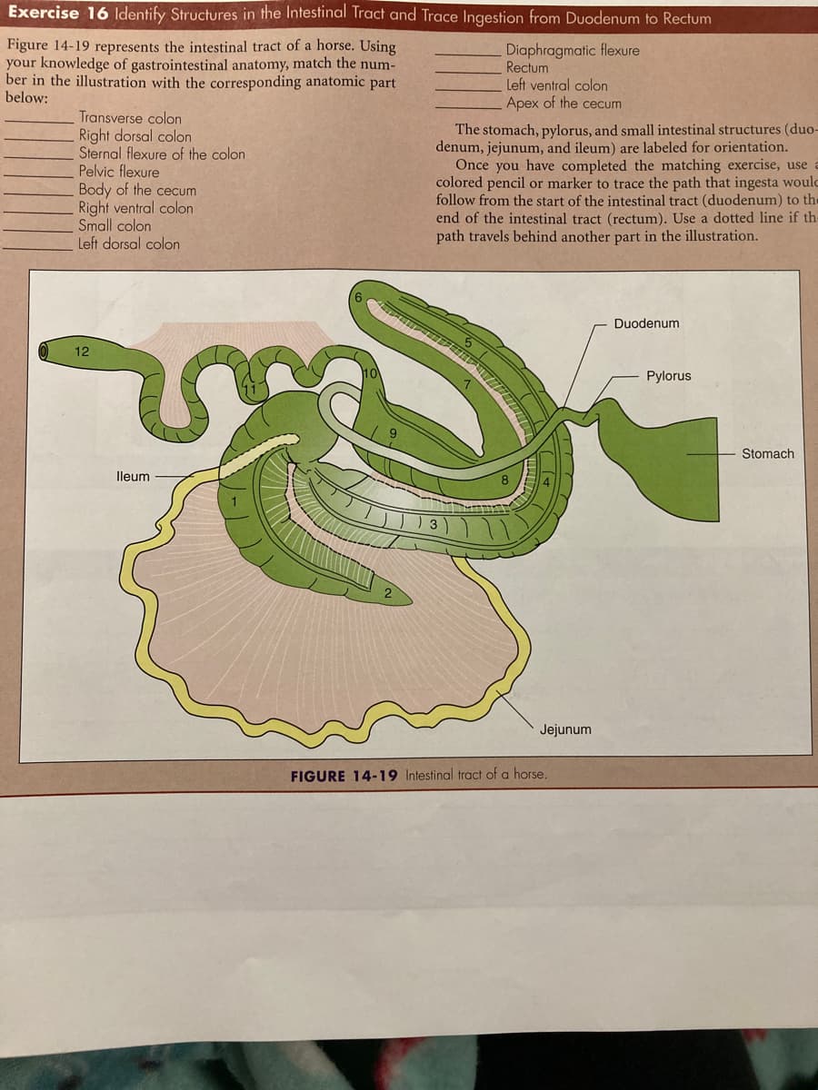 Exercise 16 Identify Structures in the Intestinal Tract and Trace Ingestion from Duodenum to Rectum
Figure 14-19 represents the intestinal tract of a horse. Using
your knowledge of gastrointestinal anatomy, match the num-
ber in the illustration with the corresponding anatomic part
below:
Diaphragmatic flexure
Rectum
Left ventral colon
Apex of the cecum
Transverse colon
Right dorsal colon
Sternal flexure of the colon
Pelvic flexure
Body of the cecum
Right ventral colon
Small colon
Left dorsal colon
The stomach, pylorus, and small intestinal structures (duo-
denum, jejunum, and ileum) are labeled for orientation.
Once you have completed the matching exercise, use a
colored pencil or marker to trace the path that ingesta would
follow from the start of the intestinal tract (duodenum) to the
end of the intestinal tract (rectum). Use a dotted line if the
path travels behind another part in the illustration.
Duodenum
కొ
12
Pylorus
Stomach
lleum
Jejunum
FIGURE 14-19 Intestinal tract of a horse.
