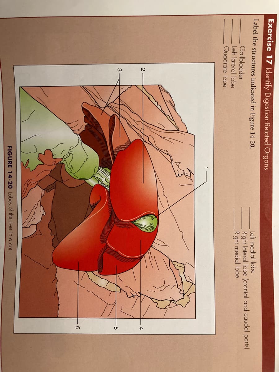 Exercise 17 Identify Digestion-Related Organs
Label the structures indicated in Figure 14-20.
Left medial lobe
Right lateral lobe (cranial and caudal parts)
Right medial lobe
Gallbladder
Left lateral lobe
Quadrate lobe
FIGURE 14-20 Lobes of the liver in a cat.
