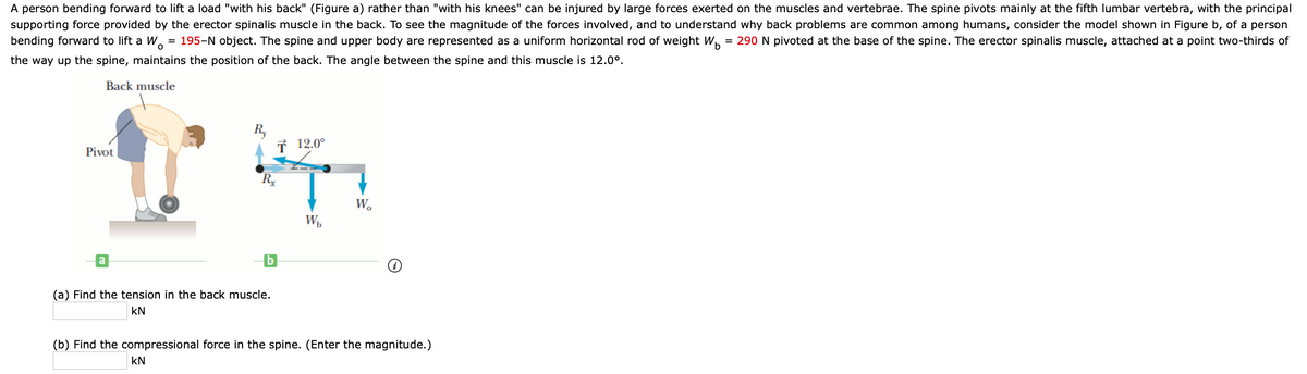 A person bending forward to lift a load "with his back" (Figure a) rather than "with his knees" can be injured by large forces exerted on the muscles and vertebrae. The spine pivots mainly at the fifth lumbar vertebra, with the principal
supporting force provided by the erector spinalis muscle in the back. To see the magnitude of the forces involved, and to understand why back problems are common among humans, consider the model shown in Figure b, of a person
bending forward to lift a W.
= 195-N object. The spine and upper body are represented as a uniform horizontal rod of weight W, = 290 N pivoted at the base of the spine. The erector spinalis muscle, attached at a point two-thirds of
the way up the spine, maintains the position of the back. The angle between the spine and this muscle is 12.0°.
Back muscle
R,
T 12.0°
Pivot
Ry
W.
a
(a) Find the tension in the back muscle.
kN
(b) Find the compressional force in the spine. (Enter the magnitude.)
kN
