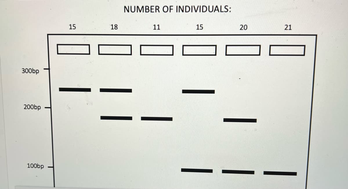 NUMBER OF INDIVIDUALS:
15
18
11
15
20
21
300bp
200bp
100bp
