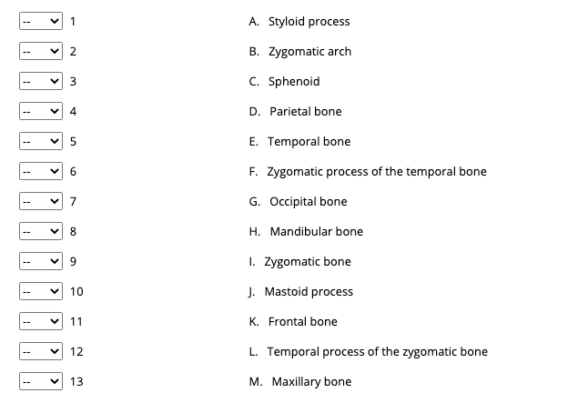 1
A. Styloid process
2.
B. Zygomatic arch
C. Sphenoid
4
D. Parietal bone
E. Temporal bone
F. Zygomatic process of the temporal bone
7
G. Occipital bone
8.
H. Mandibular bone
1. Zygomatic bone
--
10
J. Mastoid process
11
K. Frontal bone
12
L. Temporal process of the zygomatic bone
13
M. Maxillary bone
LO
>
>
>
>
>
>
>
