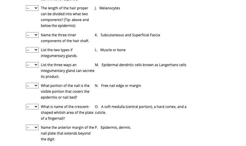 The length of the hair proper
J. Melanocytes
can be divided into what two
components? (Tip: above and
below the epidermis)
Name the three inner
K. Subcutaneous and Superficial Fascia
components of the hair shaft.
List the two types if
L. Muscle or bone
integumentary glands.
List the three ways an
M. Epidermal dendritic cells known as Langerhans cells
integumentary gland can secrete
its product.
What portion of the nail is the N. Free nail edge or margin
visible portion that covers the
epidermis or nail bed?
What is name of the crescent-
O. A soft medulla (central portion), a hard cortex, and a
shaped whitish area of the plate cuticle.
of a fingernail?
Name the anterior margin of the P. Epidermis, dermis.
nail plate that extends beyond
the digit.
