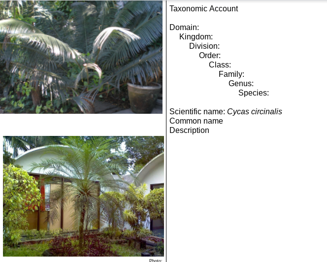 Taxonomic Account
Domain:
Kingdom:
Division:
Order:
Class:
Family:
Genus:
Species:
Scientific name: Cycas circinalis
Common name
Description
Photo
