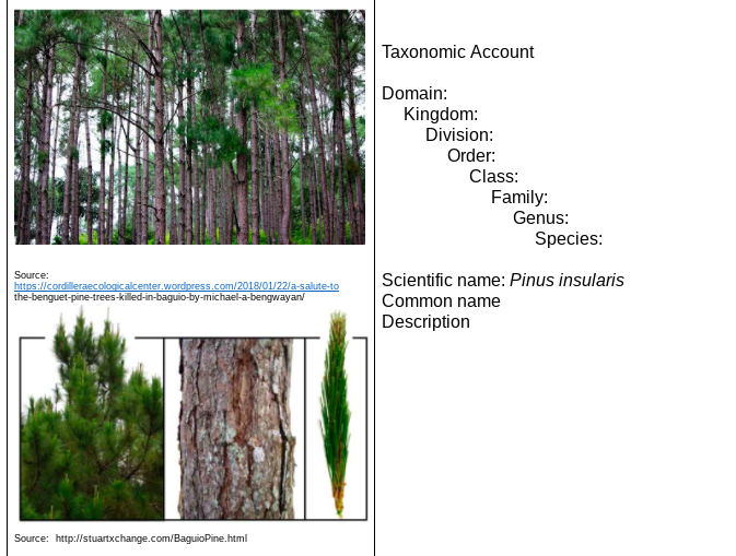 Taxonomic Account
Domain:
Kingdom:
Division:
Order:
Class:
Family:
Genus:
Species:
Source:
Scientific name: Pinus insularis
https://cordilleraecologicalcenter.wordpress.com/2018/01/22/a-salute-to
the-benguet-pine-trees-killed-in-baguio-by-michael-a-bengwayan
Common name
Description
Source: http://stuartxchange.com/BaguioPine.html
