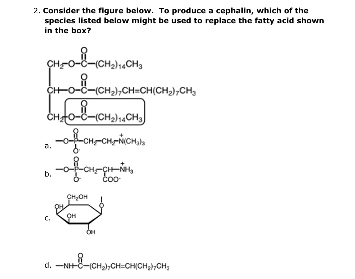 2. Consider the figure below. To produce a cephalin, which of the
species listed below might be used to replace the fatty acid shown
in the box?
ÇH-0-C-(CH2)14CH3
ÇHO-C-(CH2)¬CH=CH(CH2),CH3
ČHT0-C-(CH2)14CH3)
CH-CH-N(CH3)3
а.
-CH-NH3
čo-
b.
ÇH2OH
OH
C.
OH
d. -NH-Ö-(CH2)¬CH=CH(CH2),CH3
