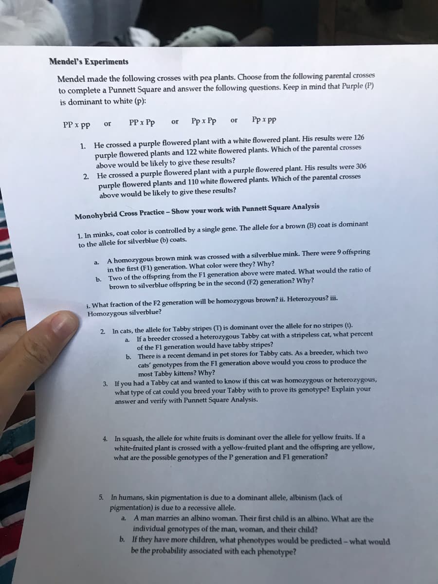 Mendel's Experiments
Mendel made the following crosses with pea plants. Choose from the following parental crosses
to complete a Punnett Square and answer the following questions. Keep in mind that Purple (P)
is dominant to white (p):
PP x Pp
Pp x Pp
1. He crossed a purple flowered plant with a white flowered plant. His results were 126
purple flowered plants and 122 white flowered plants. Which of the parental crosses
above would be likely to give these results?
PP x PP
or
or
a.
or
Pp x pp
2. He crossed a purple flowered plant with a purple flowered plant. His results were 306
purple flowered plants and 110 white flowered plants. Which of the parental crosses
above would be likely to give these results?
Monohybrid Cross Practice - Show your work with Punnett Square Analysis
1. In minks, coat color is controlled by a single gene. The allele for a brown (B) coat is dominant
to the allele for silverblue (b) coats.
A homozygous brown mink was crossed with a silverblue mink. There were 9 offspring
in the first (F1) generation. What color were they? Why?
b. Two of the offspring from the F1 generation above were mated. What would the ratio of
brown to silverblue offspring be in the second (F2) generation? Why?
i. What fraction of the F2 generation will be homozygous brown? ii. Heterozyous? iii.
Homozygous silverblue?
2. In cats, the allele for Tabby stripes (T) is dominant over the allele for no stripes (1).
a.
If a breeder crossed a heterozygous Tabby cat with a stripeless cat, what percent
of the F1 generation would have tabby stripes?
b. There is a recent demand in pet stores for Tabby cats. As a breeder, which two
cats' genotypes from the F1 generation above would you cross to produce the
most Tabby kittens? Why?
3. If you had a Tabby cat and wanted to know if this cat was homozygous or heterozygous,
what type of cat could you breed your Tabby with to prove its genotype? Explain your
answer and verify with Punnett Square Analysis.
4. In squash, the allele for white fruits is dominant over the allele for yellow fruits. If a
white-fruited plant is crossed with a yellow-fruited plant and the offspring are yellow,
what are the possible genotypes of the P generation and F1 generation?
5. In humans, skin pigmentation is due to a dominant allele, albinism (lack of
pigmentation) is due to a recessive allele.
a.
A man marries an albino woman. Their first child is an albino. What are the
individual genotypes of the man, woman, and their child?
b. If they have more children, what phenotypes would be predicted-what would
be the probability associated with each phenotype?