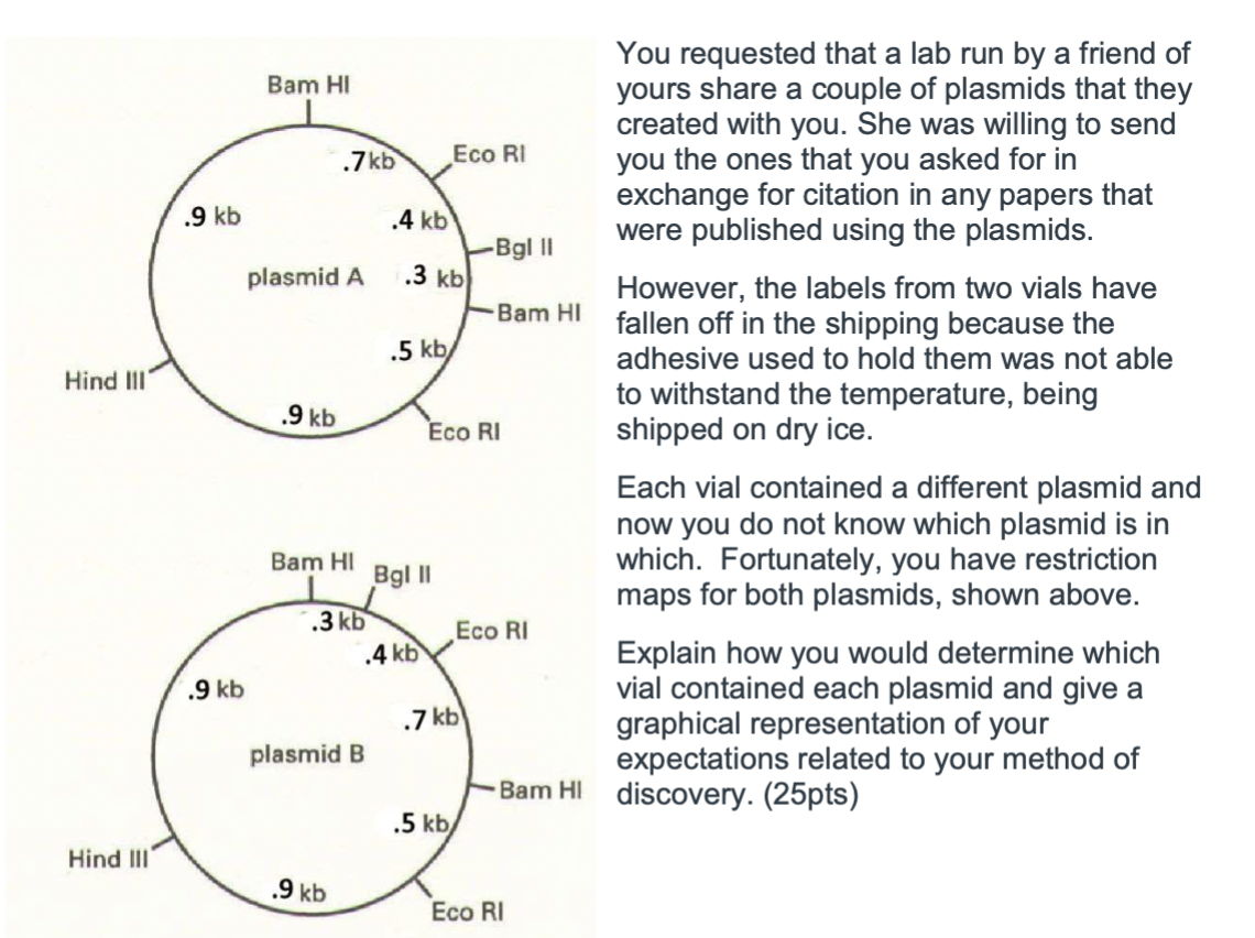 Hind III'
Hind III
.9 kb
.9 kb
Bam HI
plasmid A
.9 kb
.7kb
Bam HI
.3 kb
plasmid B
.9 kb
.4 kb
.3 kb
.5 kb/
Eco RI
Bgl Il
.4 kb
Eco RI
.7 kb
.5 kb
-Bgl II
Bam HI
Eco RI
You requested that a lab run by a friend of
yours share a couple of plasmids that they
created with you. She was willing to send
you the ones that you asked for in
exchange for citation in any papers that
were published using the plasmids.
Eco RI
However, the labels from two vials have
fallen off in the shipping because the
adhesive used to hold them was not able
to withstand the temperature, being
shipped on dry ice.
Each vial contained a different plasmid and
now you do not know which plasmid is in
which. Fortunately, you have restriction
maps for both plasmids, shown above.
Explain how you would determine which
vial contained each plasmid and give a
graphical representation of your
expectations related to your method of
Bam HI discovery. (25pts)