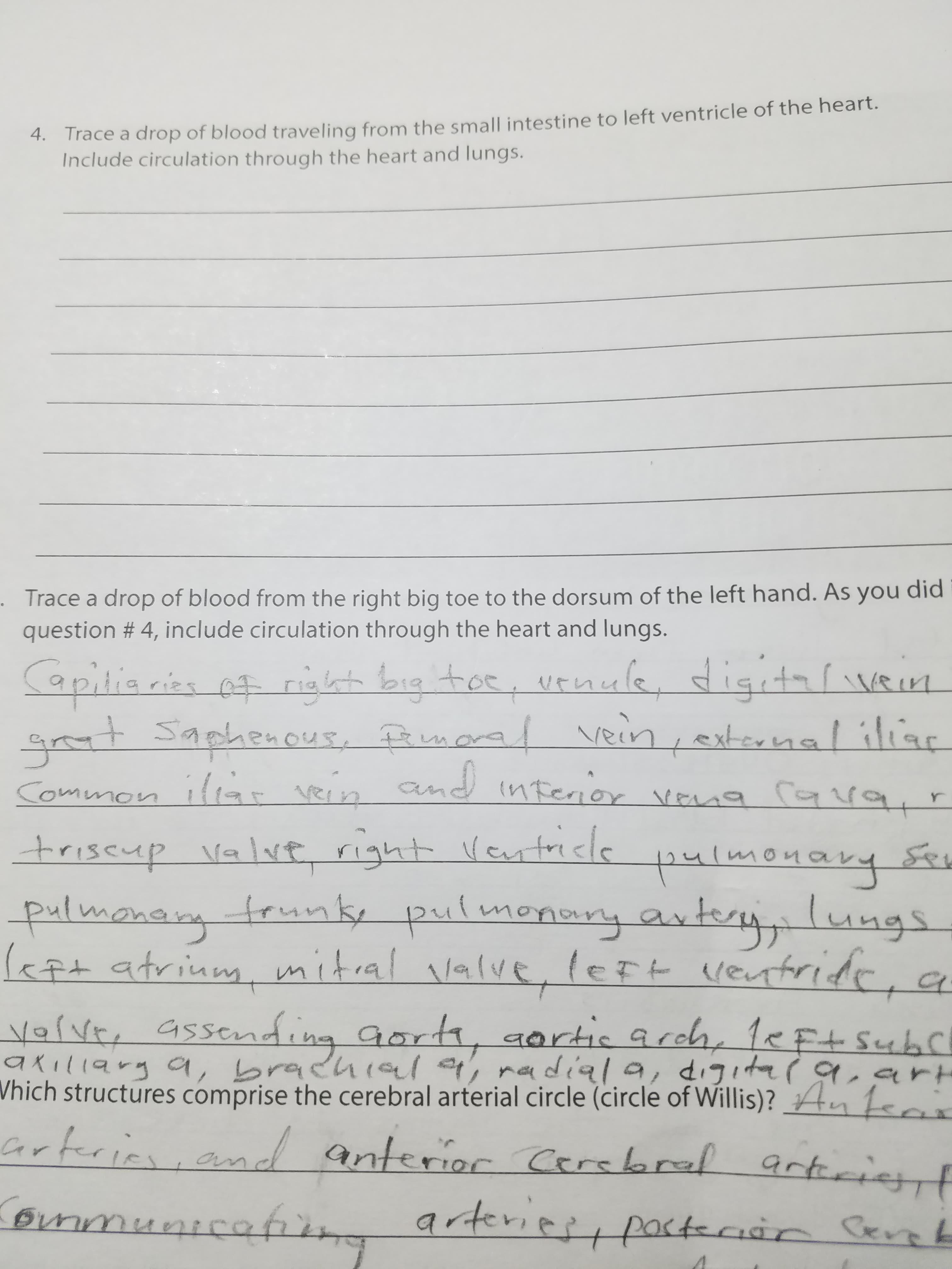 Trace a drop of blood traveling from the small intestine to left ventricle of the heart.
Include circulation through the heart and lungs.
4.
Trace a drop of blood from the right big toe to the dorsum of the left hand. As you did
question # 4, include circulation through the heart and lungs.
フ
レー
Vhich structures comprise the cerebral arterial circle (circle of Willis)?
