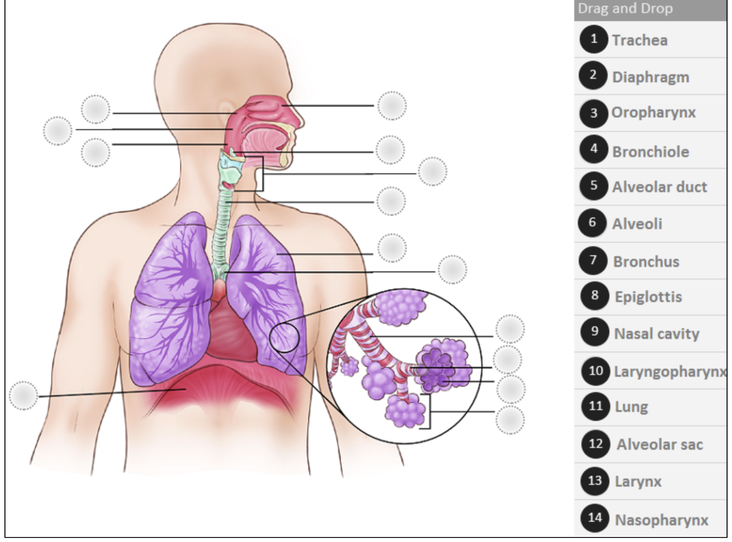 Drag and Drop
1 Trachea
2 Diaphragm
3 Oropharynx
4 Bronchiole
5 Alveolar duct
6 Alveoli
7 Bronchus
8 Epiglottis
9 Nasal cavity
10 Laryngopharynx
11 Lung
12 Alveolar sac
13 Larynx
14 Nasopharynx