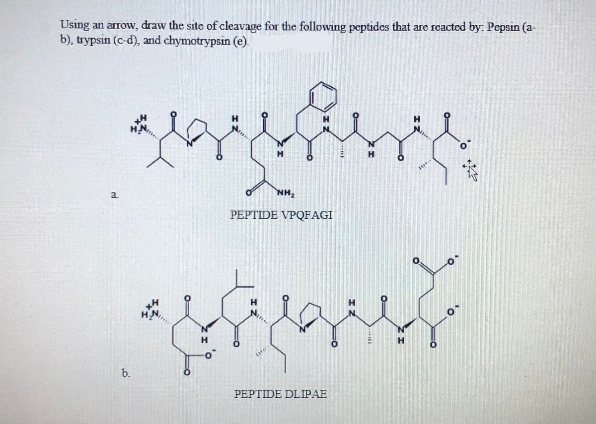 Using an arrow, draw the site of cleavage for the following peptides that are reacted by: Pepsin (a-
b), trypsin (c-d), and chymotrypsin (e).
H
HN
PEPTIDE VPQFAGI
a.
H
H
b.
PEPTIDE DLIPAE
