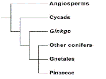 Angiosperms
Cycads
Ginkgo
Other conifers
Gnetales
Pinaceae
