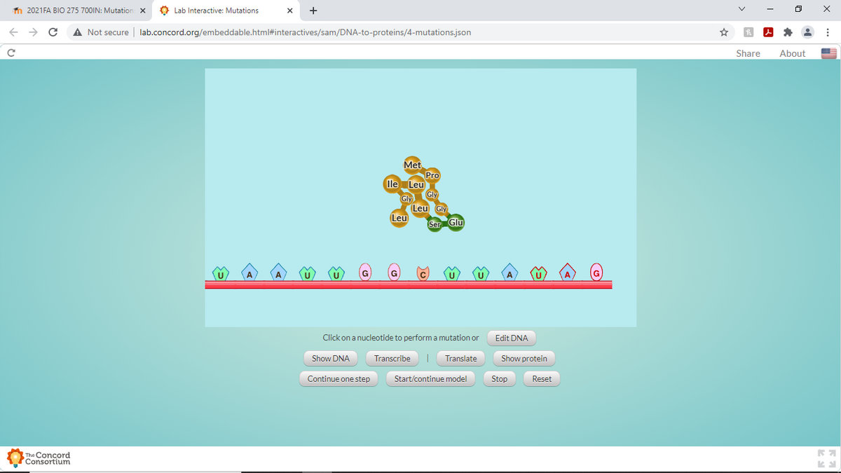 n 2021FA BIO 275 700IN: Mutation x
O Lab Interactive: Mutations
->
A Not secure | lab.concord.org/embeddable.html#interactives/sam/DNA-to-proteins/4-mutations.json
Share
About
Met
Pro
lle Leu
Gly
Gly
Leu Gly
Leu
Ser Glu
Click on a nucleotide to perform a mutation or
Edit DNA
Show DNA
Transcribe
Translate
Show protein
Continue one step
Start/continue model
Stop
Reset
The Concord
Consortium
