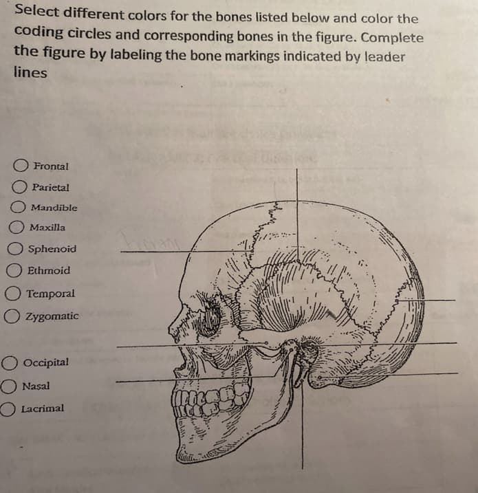 Select different colors for the bones listed below and color the
coding circles and corresponding bones in the figure. Complete
the figure by labeling the bone markings indicated by leader
lines
O Frontal
Parietal
Mandible
Maxilla
Sphenoid
Ethmoid
Temporal
Zygomatic
O Occipital
O Nasal
Lacrimal
G.