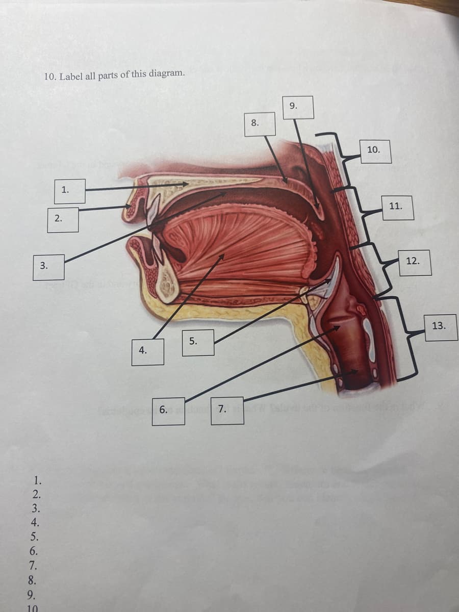 1.
2.
3.
4.
5.
6.
7.
8.
9.
10
10. Label all parts of this diagram.
3.
1.
2.
4.
6.
5.
7.
8.
17 Peli
9.
10.
11.
12.
13.