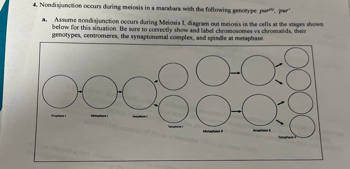 4. Nondisjunction occurs during meiosis in a marabara with the following genotype: purply, /pur*.
a.
Assume nondisjunction occurs during Meiosis I, diagram out meiosis in the cells at the stages shown
below for this situation. Be sure to correctly show and label chromosomes vs chromatids, their
genotypes, centromeres, the synaptonemal complex, and spindle at metaphase.
ж
Prophase I
Metaphase I
Anaphase I
Telophase I
Metaphase II
Anaphase II
Telophase II