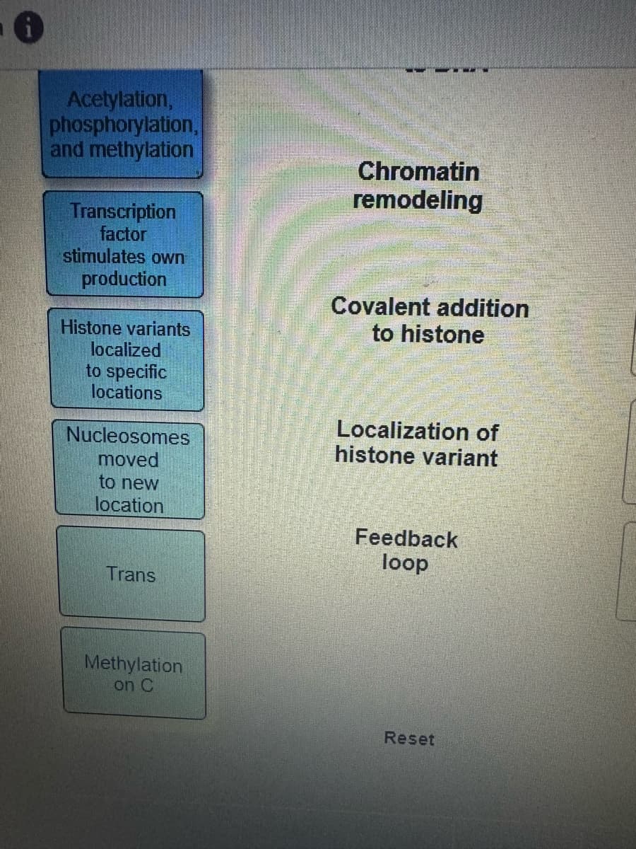 i
Acetylation,
phosphorylation,
and methylation
Transcription
factor
stimulates own
production
Histone variants
localized
to specific
locations
Nucleosomes
moved
to new
location
Chromatin
remodeling
Covalent addition
to histone
Localization of
histone variant
Trans
Feedback
loop
Methylation
on C
Reset