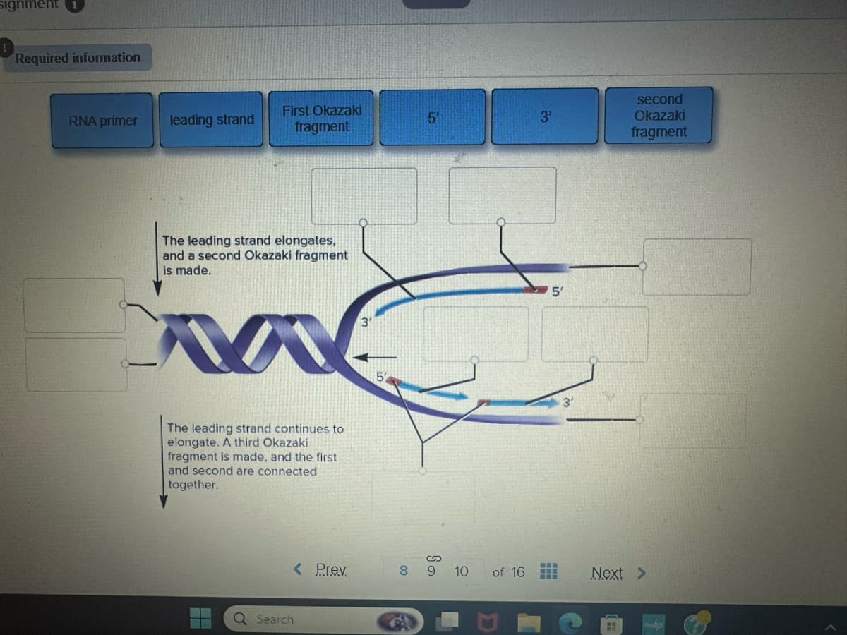 Signment
Required information
second
RNA primer
leading strand
First Okazaki
fragment
5'
3'
Okazaki
fragment
The leading strand elongates,
and a second Okazaki fragment
is made.
A
The leading strand continues to
elongate. A third Okazaki
fragment is made, and the first
and second are connected
together.
Q Search
3
5'
5'
3'
S
< Prev
89
10
of 16
Next >
chp