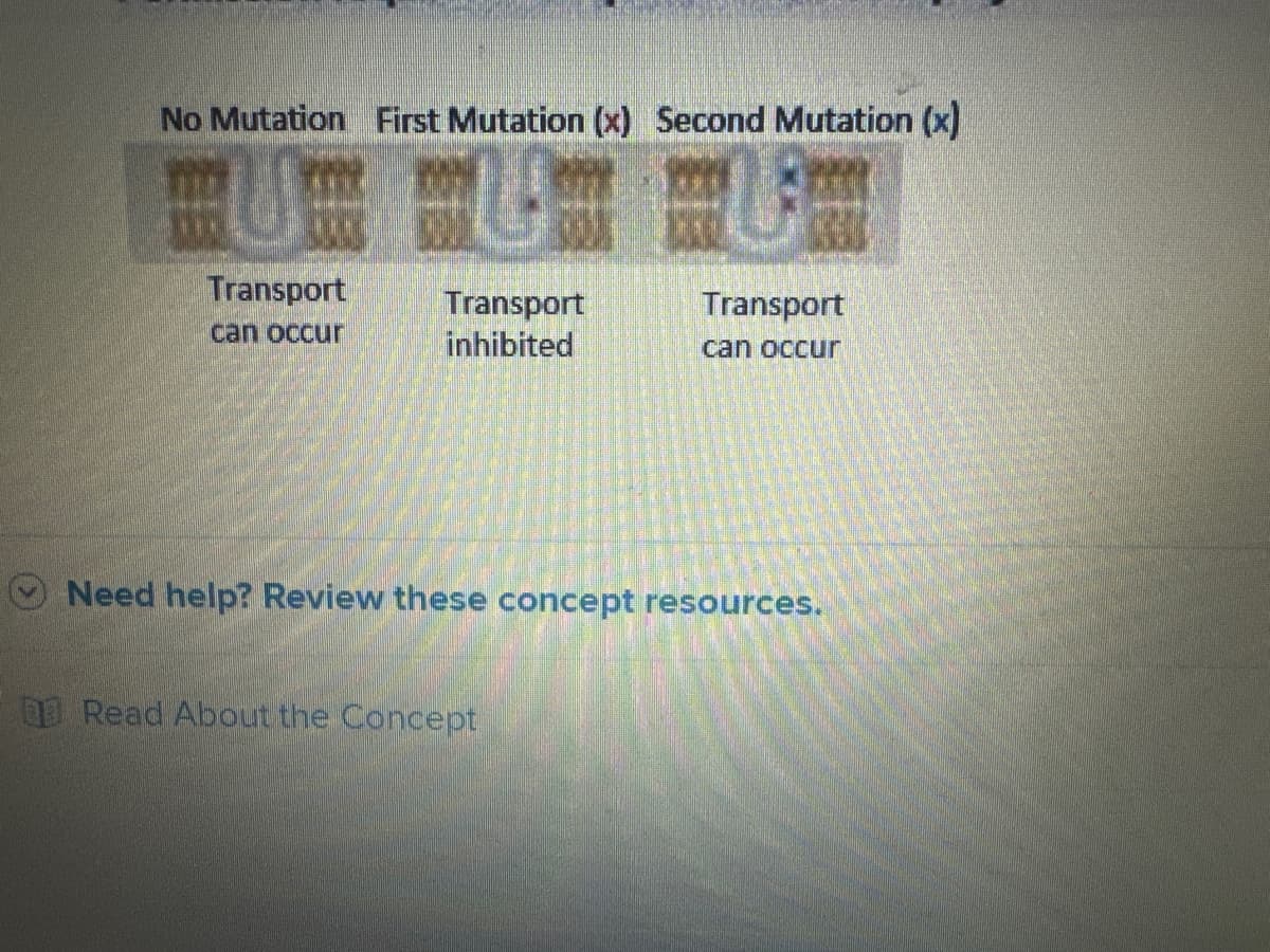 No Mutation First Mutation (x) Second Mutation (x)
Transport
Transport
Transport
can occur
inhibited
can occur
Need help? Review these concept resources.
Read About the Concept