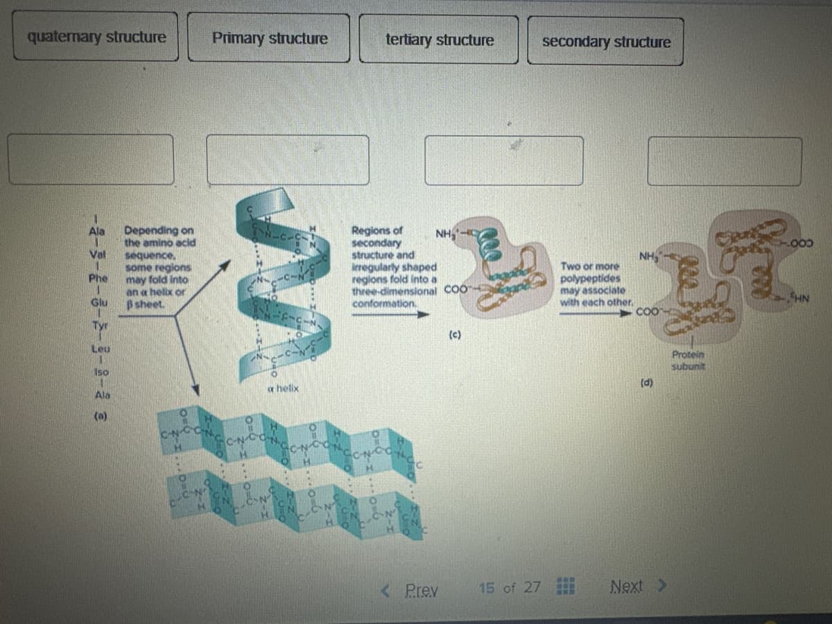 quaternary structure
Primary structure
tertiary structure
secondary structure
Depending on
the amino acid
Ala
Val
sequence.
some regions
Phe
may fold into
an a helix or
Glu
ẞ sheet.
Regions of
secondary
NH-C
structure and
irregularly shaped
regions fold into a
three-dimensional COO
conformation.
Leu
Iso
Ala
(a)
C-N-C
H
CCN
N
a helix
CN
(c)
000
NH
Two or more
polypeptides
may associate
with each other.
HN
COO
(D)
< Prev
15 of 27
Next >
Protein
subunit