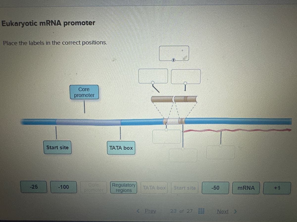 Eukaryotic mRNA promoter
Place the labels in the correct positions.
Core
promoter
Start site
TATA box
-25
-100
Core
promoter
Regulatory
regions
TATA box
Start site
-50
mRNA
+1
< Prev
23 of 27
Next >