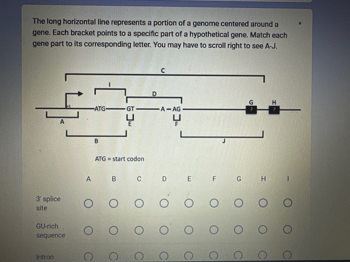 The long horizontal line represents a portion of a genome centered around a
gene. Each bracket points to a specific part of a hypothetical gene. Match each
gene part to its corresponding letter. You may have to scroll right to see A-J.
A
3' splice
site
GU-rich
sequence
Intron
A
-ATG-
B
GT
ATG start codon
B
C
D
C
A-AG
D
E
F
G
G
H
1
★