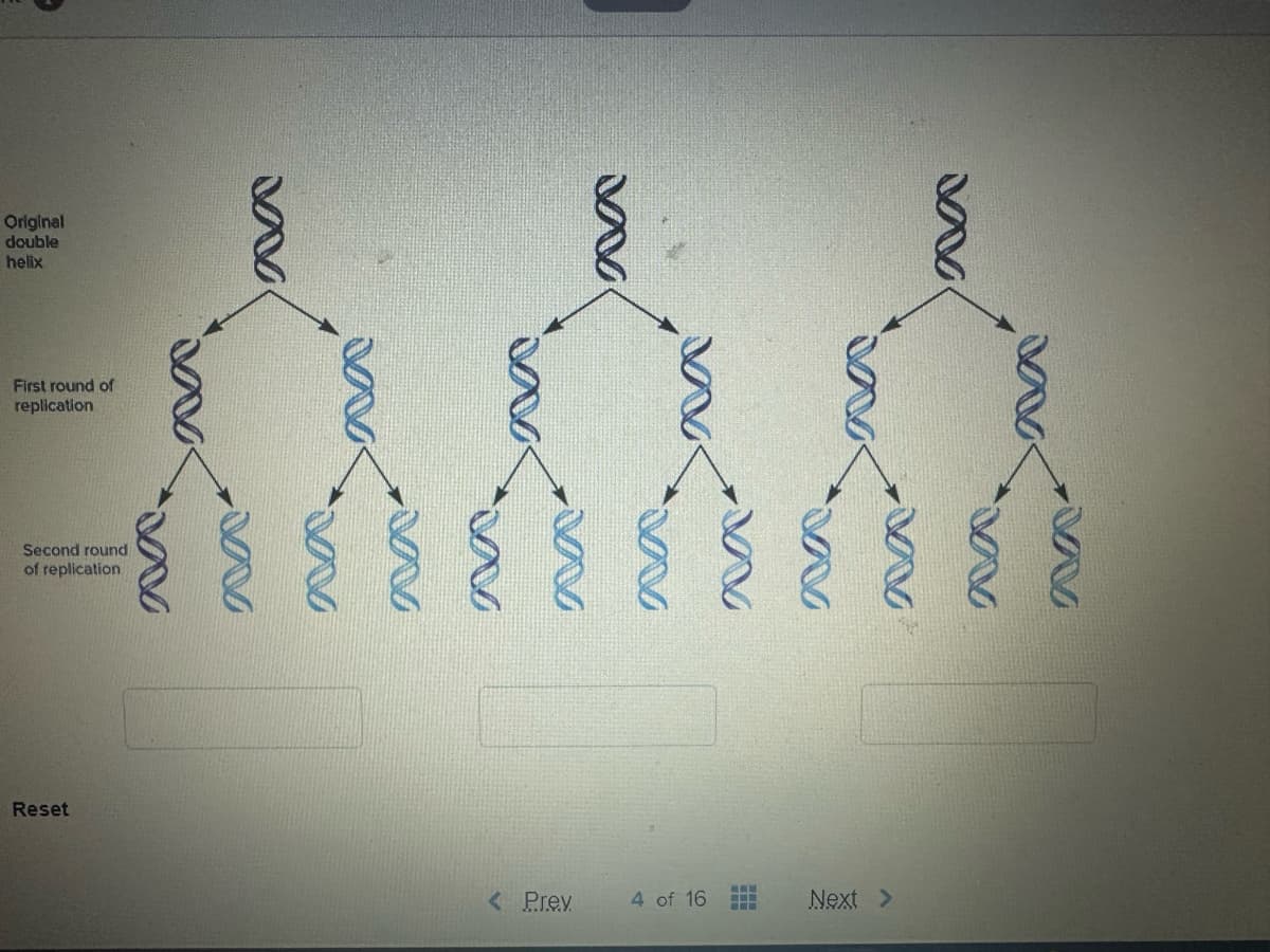 Original
double
helix
First round of
replication
Second round
of replication
Reset
MA
N
VV
< Prev
4 of 16
Next >