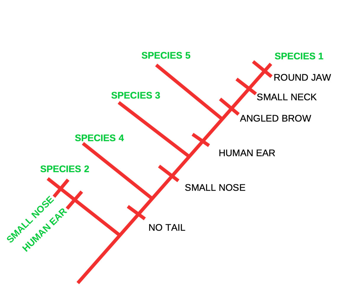 SPECIES 2
SMALL NOSE
HUMAN EAR
SPECIES 4
SPECIES 5
SPECIES 3
NO TAIL
SPECIES 1
+
SMALL NOSE
ROUND JAW
SMALL NECK
HH₂
ANGLED BROW
HUMAN EAR