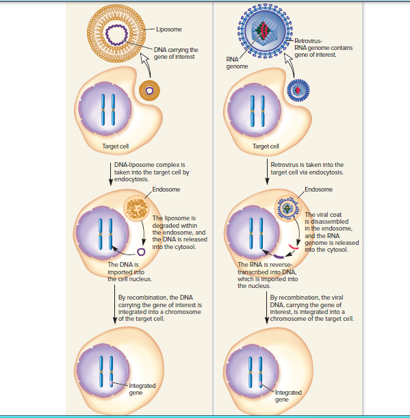 - Liposome
-Retrovirus-
DNA carrytng the
gene of Interest
RNA genome contalns
gene of Interest
RNA
genome
Target cell
Target cell
DNA-liposome complex Is
taken Into the target cell by
yendocytosis.
Retrovirus Is taken Into the
target cell vla endocytosis.
Endosome
Endosome
The liposome is
degraded within
the endosome, and
the DNA Is released
Into the cytosol.
The viral coat
Is disassembled
In the endosome,
and the RNA
genome is released
into the cytosol.
The DNA Is
The RNA Is reverse-
transcribed Into DNA,
which is Imported Into
the nucleus.
Imported Into
the cell nucleus.
By recombination, the DNA
carrying the gene of Interest is
Integrated Into a chromosome
y of the target cell.
By recombination, the viral
DNA, carrying the gene of
Interest, Is Integrated Into a
chromosome of the target cell.
- Integrated
gene
* Integrated
gene
