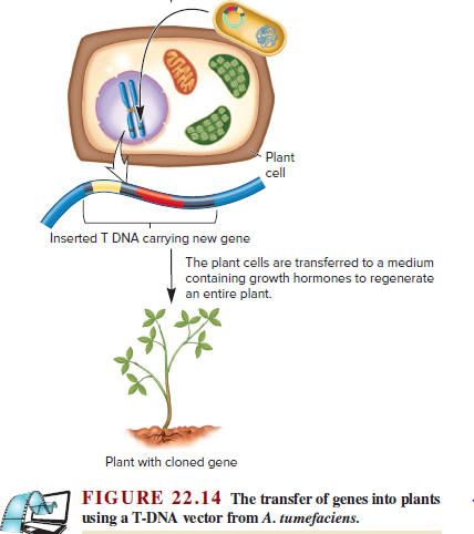 Plant
cell
Inserted T DNA carrying new gene
The plant cells are transferred to a medium
containing growth hormones to regenerate
an entire plant.
Plant with cloned gene
FIGURE 22.14 The transfer of genes into plants
using a T-DNA vector from A. tumefaciens.
