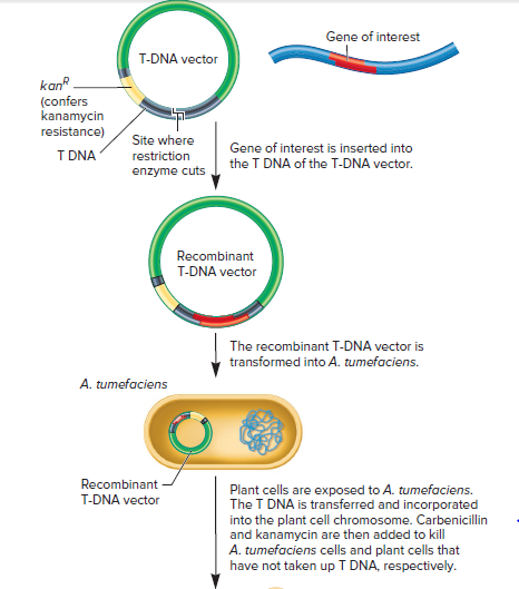 Gene of interest
T-DNA vector
kan
(confers
kanamycin
resistance)
Site where
Gene of interest is inserted into
T DNA
restriction
the T DNA of the T-DNA vector.
enzyme cuts
Recombinant
T-DNA vector
The recombinant T-DNA vector is
transformed into A. tumefaciens.
A. tumefaciens
Recombinant
T-DNA vector
Plant cells are exposed to A. tumefaciens.
The T DNA is transferred and incorporated
into the plant cell chromosome. Carbenicillin
and kanamycin are then added to kill
A. tumefaciens cells and plant cells that
have not taken up T DNA, respectively.
