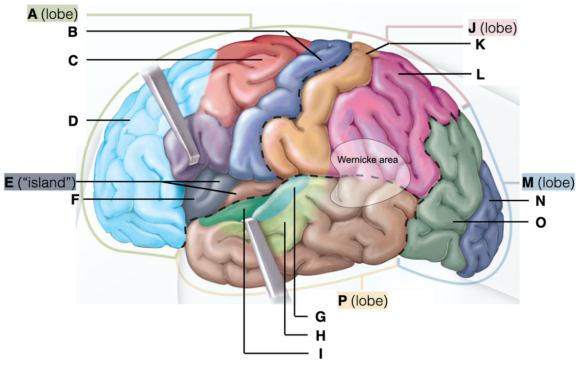 A (lobe)
J (lobe)
K
L
D
Wernicke area
E ("island")
M (lobe)
N
P (lobe)
