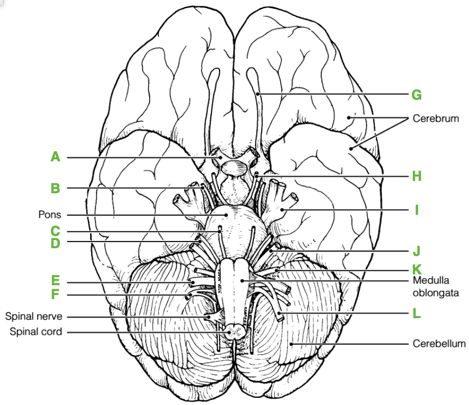 G
Cerebrum
A
Pons
K
Medulla
E
oblongata
Spinal nerve
L
Spinal cord
Cerebellum
