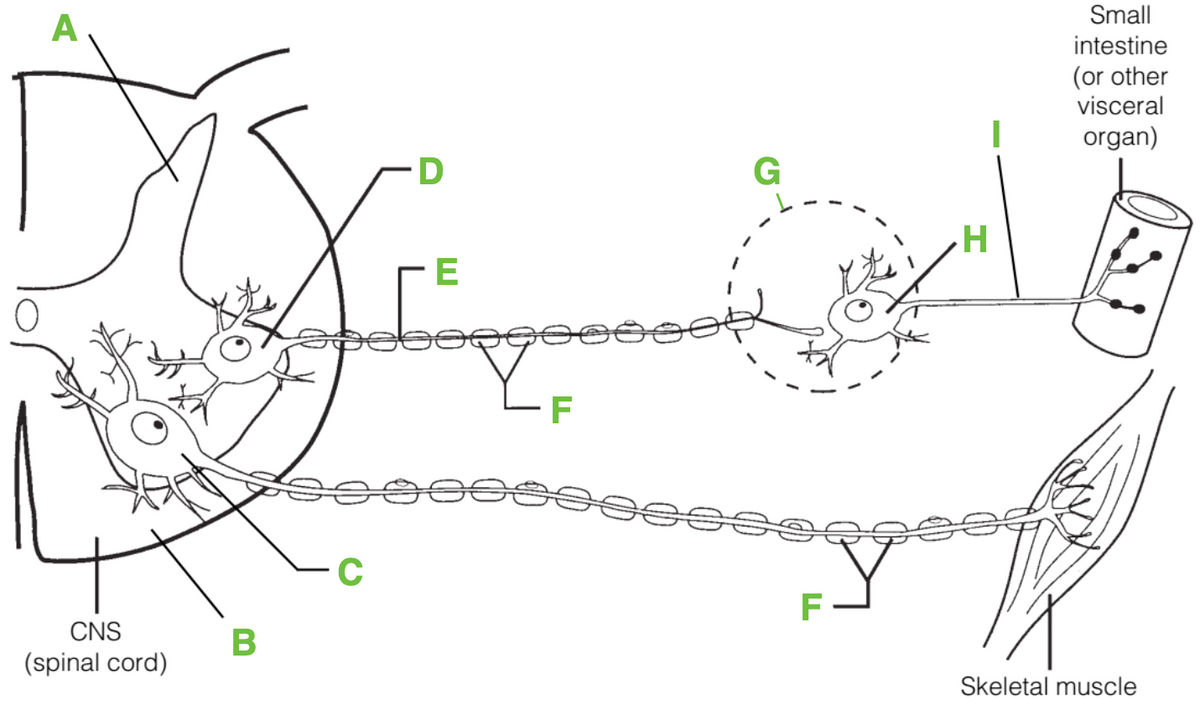 Small
A
intestine
(or other
visceral
organ)
E
C
F
CNS
(spinal cord)
Skeletal muscle
B
