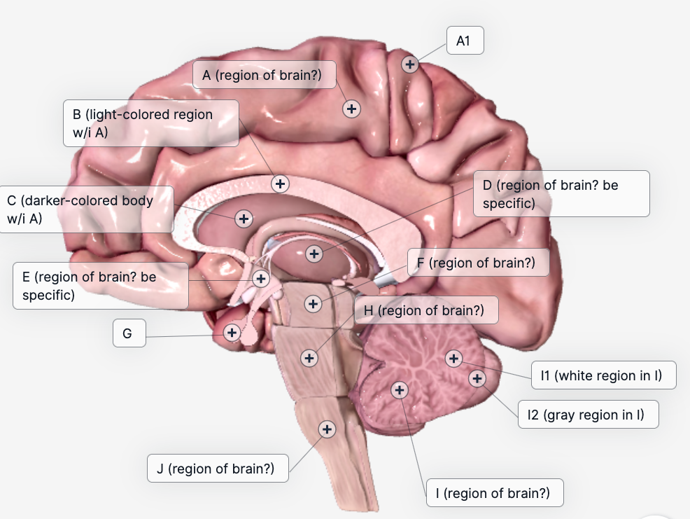 A1
A (region of brain?)
B (light-colored region
w/i A)
C (darker-colored body
w/i A)
D (region of brain? be
specific)
F (region of brain?)
E (region of brain? be
specific)
H (region of brain?)
G
11 (white region in I)
12 (gray region in I)
J (region of brain?)
I (region of brain?)
