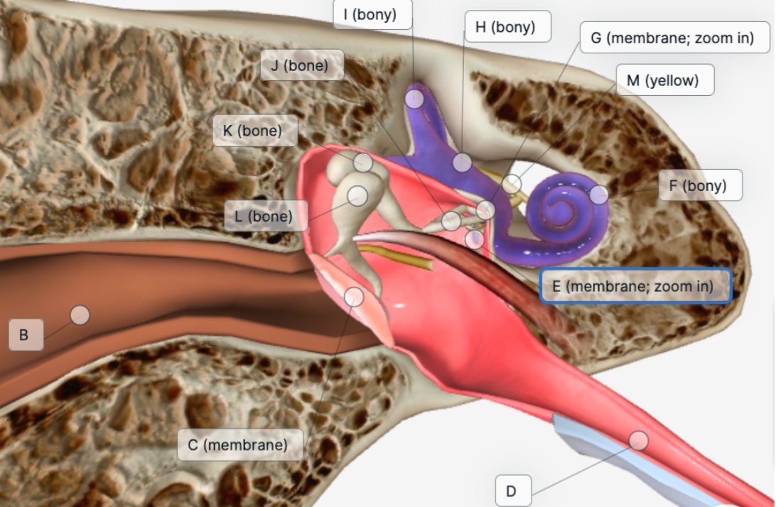 I (bony)
H (bony)
G (membrane; zoom in)
J (bone)
М (yellow)
K (bone)
F (bony)
L (bone)
E (membrane; zoom in)
В
C (membrane)
