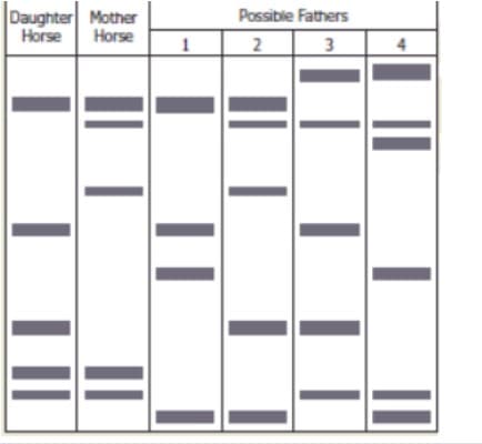 Daughter Mother
Horse
Horse
Possible Fathers
2
3
