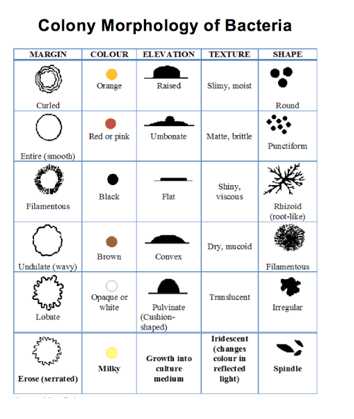 Colony Morphology of Bacteria
MARGIN
COLOUR ELEVATION| TEXTURE
SHAPE
Orange
Raised
Slimy, moist
Curled
Round
Red or pink
Umbonate
Matte, brittle
Punctiform
Entire (smooth)
Shiny,
viscous
Black
Flat
Filamentous
Rhizoid
(root-like)
Dry, mucoid
Brown
Convex
Undulate (wavy)
Filamentous
Translucent
Ораque or
white
Pulvinate
Irregular
Lobate
(Cushion-
shaped)
Iridescent
(changes
colour in
Growth into
Milky
culture
reflected
Spindle
Erose (serrated)
medium
light)
