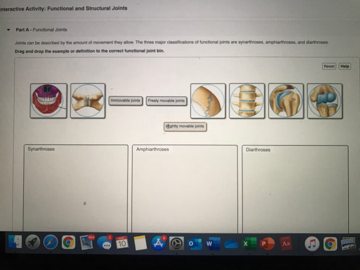 Enteractive Activity: Functional and Structural Joints
Part A- Functional Joints
Joints can be described by the amount of movement they allow. The three major classifications of functional joints are synarthroses, amphiarthroses, and diarthroses.
Drag and drop the example or definition to the correct functional joint bin.
Reset
Help
Immovable joints
Freely movable joints
Hahtly movable joints
Synarthroses
Amphiarthroses
Diarthroses
MAR
10
Aa
