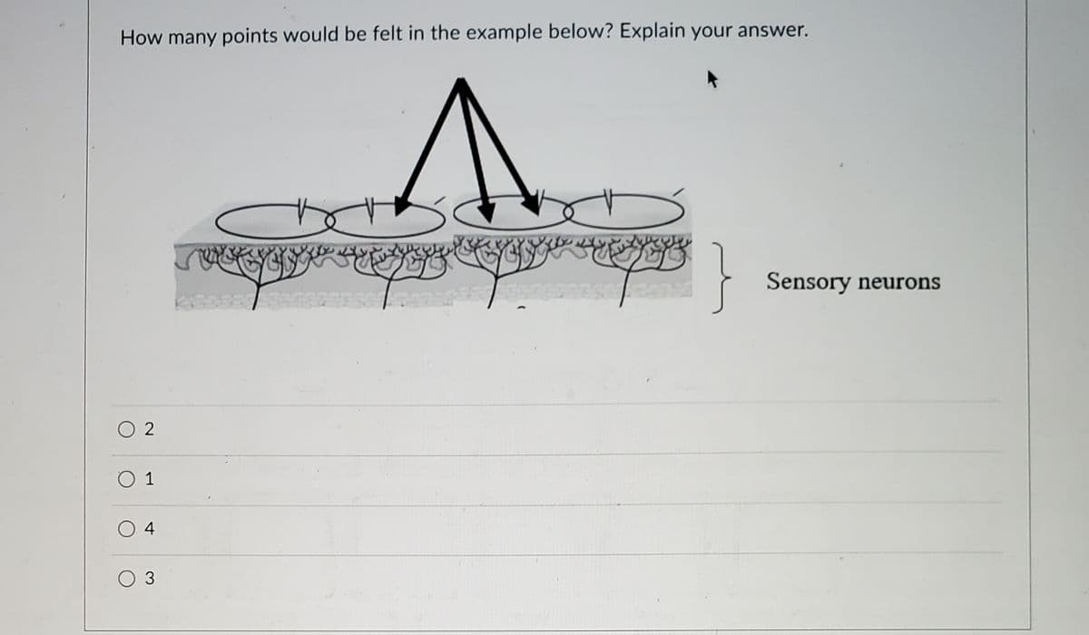How many points would be felt in the example below? Explain your answer.
Sensory neurons
O 2
O 1
O 4
O 3
