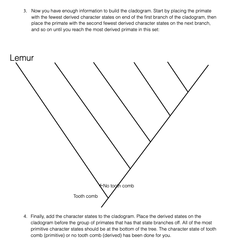 3. Now you have enough information to build the cladogram. Start by placing the primate
with the fewest derived character states on end of the first branch of the cladogram, then
place the primate with the second fewest derived character states on the next branch,
and so on until you reach the most derived primate in this set:
Lemur
Tooth comb
No tooth comb
4. Finally, add the character states to the cladogram. Place the derived states on the
cladogram before the group of primates that has that state branches off. All of the most
primitive character states should be at the bottom of the tree. The character state of tooth
comb (primitive) or no tooth comb (derived) has been done for you.