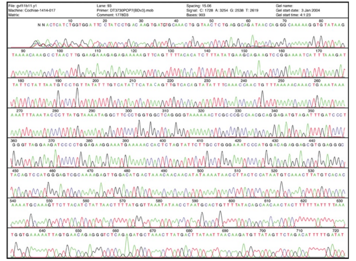 File: gvf11b11.y1
Machine: Cochise-1414-017
Matrix
Lane: 93
Primer: DT3730POP7{BDV3).mob
Comment: 1778D3
Spacing: 15.06
Signal: C: 1728 A: 3254 G: 2538 T: 2619
Bases: 903
Gel name:
Gel start date: 3 Jan 2004
Gel start time: 4:123
10
20
30
40
50
60
70
80
NNACTCA TCTGGTGGA TTC C TA TC CTG AC A AG TG ATGTG CAAA C TG G TAACTC TG AG GCAG A TAAC CA G GG CA AA AAG GTG TATAAG
120
130
150
90
TAAA ACA AAGCCTAACT TG GAAGAAAGAGAGAAA A AGT TCA G TT TTACACA TCT TTA TA TGAAGCAGA AG TC CG GA AA A TCA TT TA A AGAT
100
110
140
160
170
210
240
250
180
TAT TCTAT TA ATGTCCTGT TA TA TT TG T CATATTCA TA CAGT TG TCACAGTA TA T T TCAAAC CA AC TG TTTAAA A ACAA AC TG AAA TA AA
190
200
220
230
260
270
AAATTTAAA TACCCT TA TG TA AA ATAG GCT TC CCTGGTG GCTCAG GG GTAAA AA ACTCGCCCG C CA ACGCAGGAGATGTAGAT TTGATC CC T
280
290
300
310
320
330
340
350
360
370
380
390
400
410
420
430
440
GG GT TAG GA AGATCCCCTG GAGA AGGAAATGAAAAAC CACTCTAGTATTCTTGC CTG GG A A AT C CCATGGACAG AG GAGCGTGGAGG GC
450
TACAGTCCATGGGAGTCGCAAA AGAGT TG GACATG ACTAAACAACAACATATAAAATAACCT TACTCCATAATGTCAAACT TATGTCACAC
460
470
480
490
500
510
520
530
620
540
AAAATGCA A AGT TCT TACATCTATTA ACTTTTATGGT TA AATATAACCTAATGCACTGTTT TATACAGCAACAACTACTTTTT TATTT TAAA
550
560
570
580
590
600
610
630
650
660
720
TG GTGAAA AAT TAGTGA ACAGAGGGT CTCAGAGATGCTAAACT TATGACT TATAAT TAACAAGATGTTATAGTTCTAGACAT TT TTGATAT
640
670
680
690
700
710
Wan
