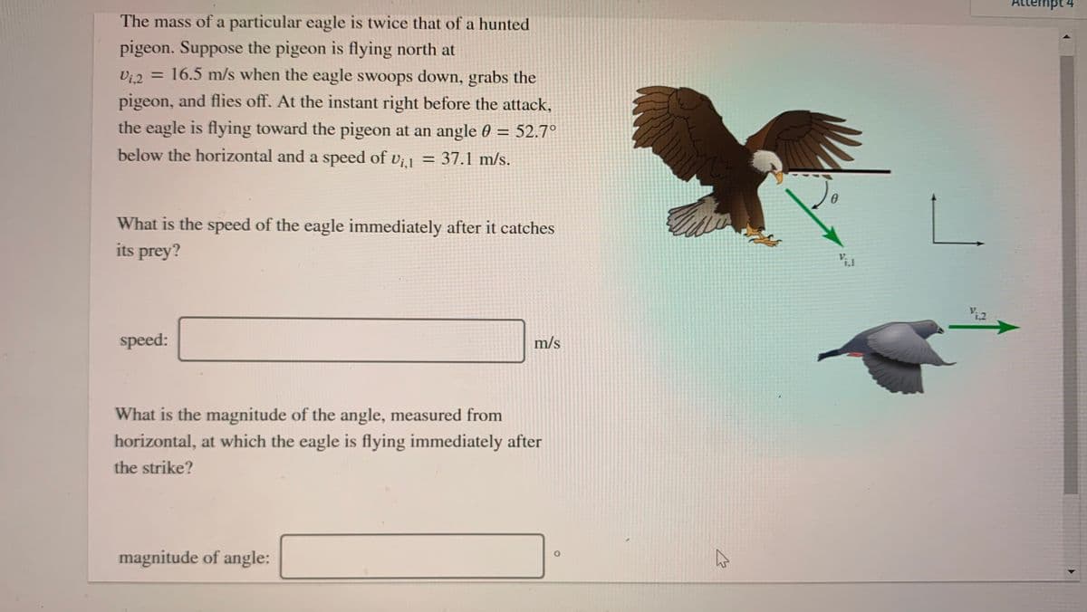 טננכוduנ ל
The mass of a particular eagle is twice that of a hunted
pigeon. Suppose the pigeon is flying north at
= 16.5 m/s when the eagle swoops down, grabs the
Vi,2
pigeon, and flies off. At the instant right before the attack,
the eagle is flying toward the pigeon at an angle 0 = 52.7°
below the horizontal and a speed of vi1
= 37.1 m/s.
Jo
What is the speed of the eagle immediately after it catches
its prey?
L.
Vi.l
i,1
speed:
m/s
What is the magnitude of the angle, measured from
horizontal, at which the eagle is flying immediately after
the strike?
magnitude of angle:
