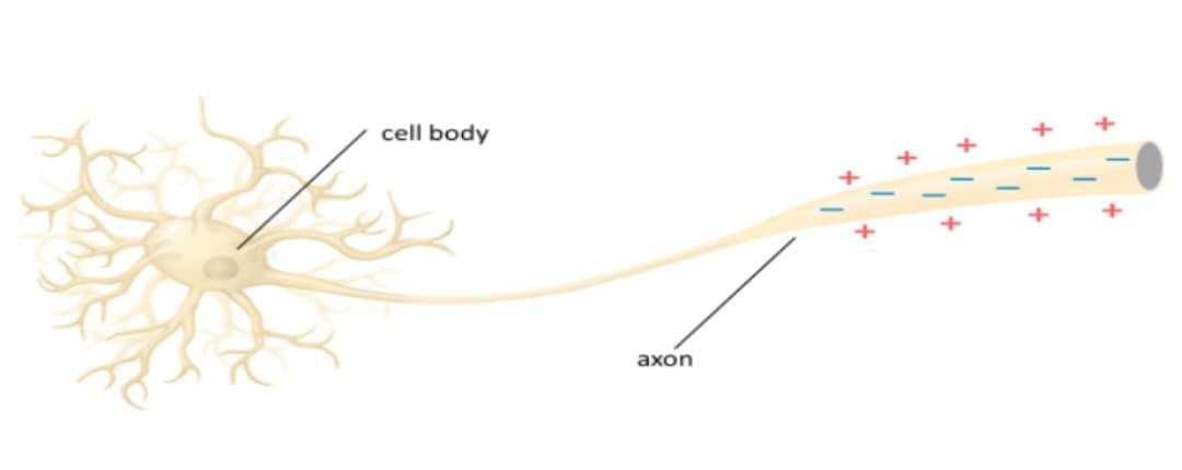 cell body
axon
